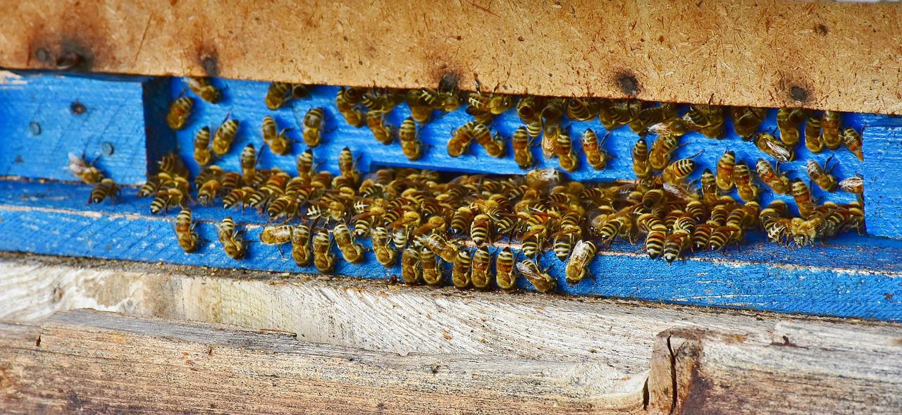 bees, beehive, honey-3609059.jpg